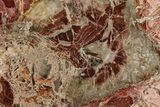 Beautiful Petrified Wood (Araucaria) Slab - Madagascar #361480-1